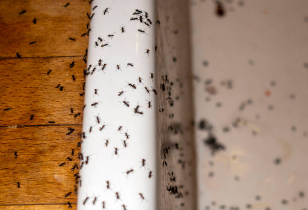 Spider Control Near Me in Towaco, NJ