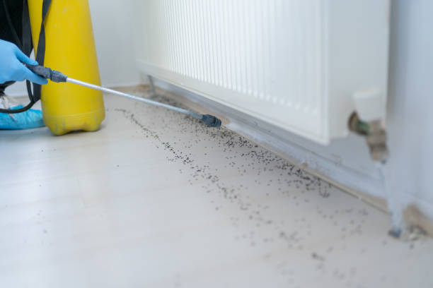 Best Wasp Removal Services  in Towaco, NJ